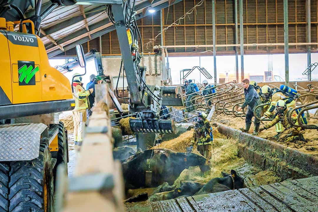 Brandweer en betrokkenen werken met man en macht om twintig koeien uit de mestkelder te krijgen op het melkveebedrijf van Henk van der Wind in Maarsbergen (U.), woensdag 5 januari. Uiteindelijk overleefden alle koeien de val. - Foto: Koen Laureij
