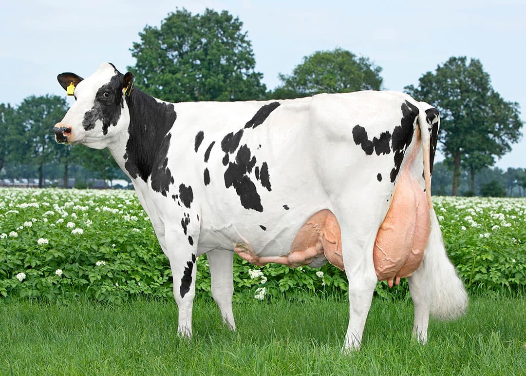 Liesje 992 (VG-87) van Jan Priems, 112.977 kg melk met 3,61% eiwit en 4,43% vet. Overgrootmoeder van Liberate en Candyman P. - Foto's: Alger Meekma