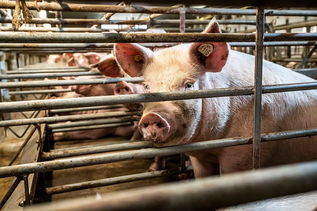 Coronasteun compenseerde dit en vorig jaar de terugvallende inkomens in onder meer de zeugenhouderij. - Foto: Ronald Hissink