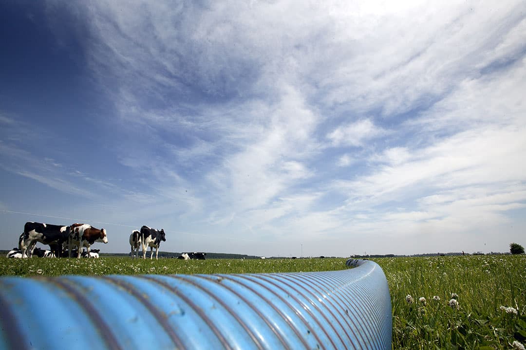 Om de paar jaar komt er een nieuwe Europese derogatiebeschikking, die strenge voorwaarden stelt. - Foto: Hans Prinsen