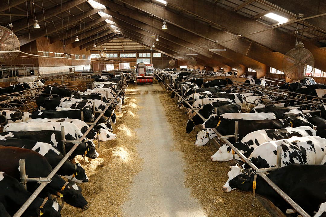 Gemiddeld ligt de melkprijs in Duitsland over de eerste tien maanden op € 35,51. - Foto: Henk Riswick
