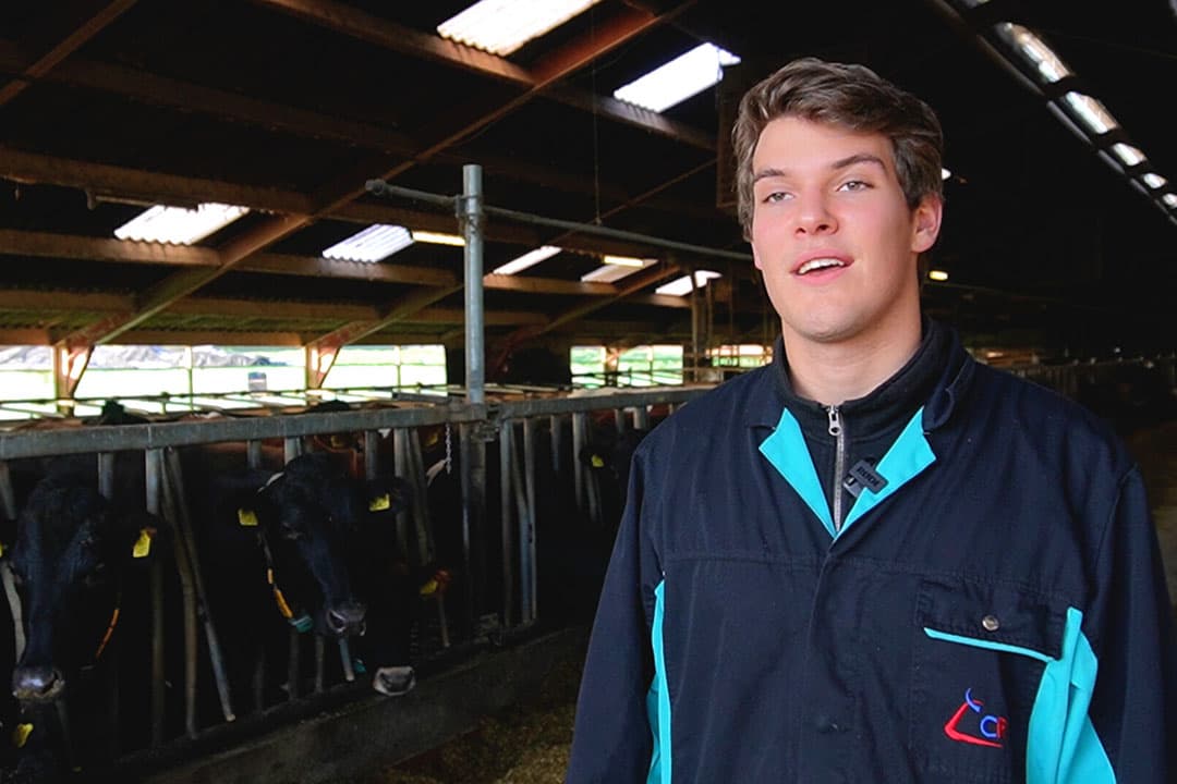 Cobus van Bergen op het melkveebedrijf waar hij stage loopt. - Foto: Rachel Henst