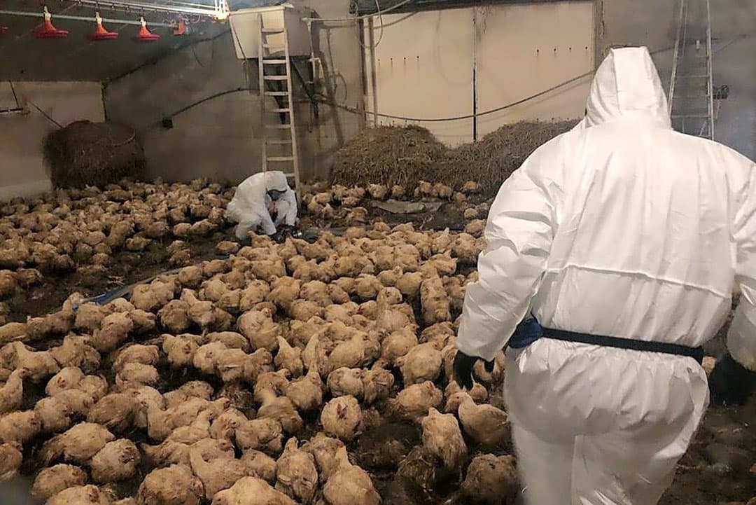 De ruimingsploeg van TCC-group treft AI-besmette bedrijven soms zo aan. TCC-directeur Ruud Laarman: “Er zijn bedrijven waar de griep al 20 dagen in zit, maar die door gebrek aan dodings- en verwerkingscapaciteit niet eerder werden geruimd.” - Foto: TCC-group