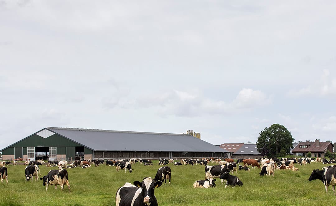 Ook grote bedrijven zien kans om beweiding toe te passen en zo een flinke weidepremie te ontvangen. - Foto: Anne van der Woude