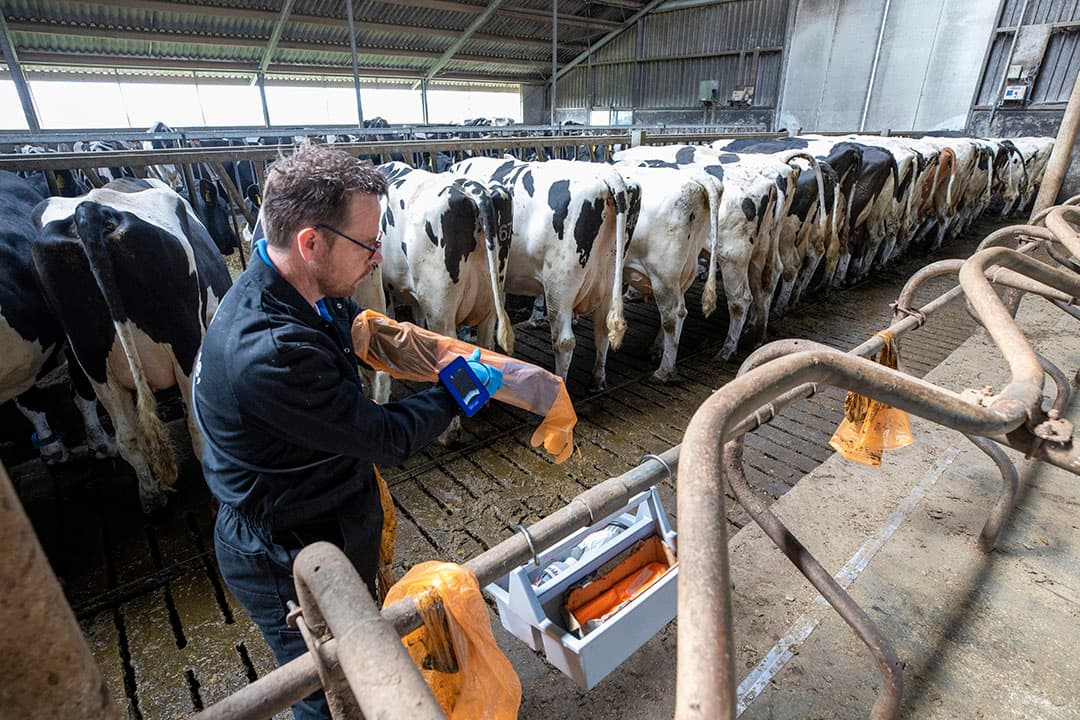 Rundveedierenarts Bas Simons doet aan vruchtbaarheidsbegeleiding. Hij scant koeien o.a. op dracht bij melkveehouderij Rinsema. - Foto: Anne van der Woude