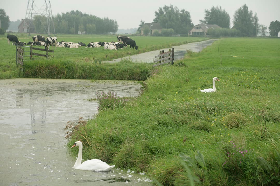 Boeren in de nabijheid van kwetsbare natuur in Zuid-Holland zijn niet bereid zijn de stoppersverklaring te ondertekenen. - Foto: Koos Groenewold