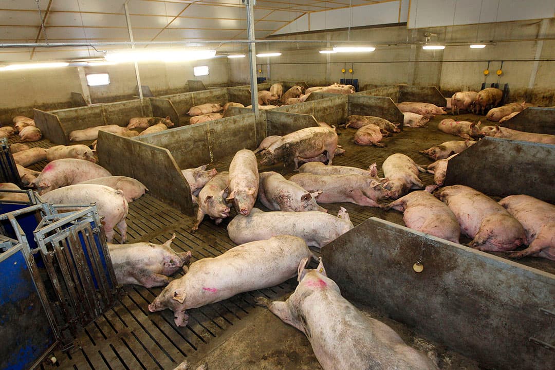Grote groepen zeugen zijn gemeengoed geworden. MDV en Beter Leven stimuleren het houden van grote groepen. - Foto: Bert Jansen