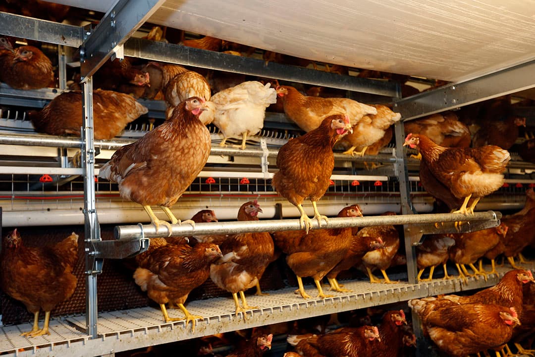 Kippen lopen letsel aan het borstbeen op bij het navigeren door een volièresysteem. - Foto: Bert Jansen