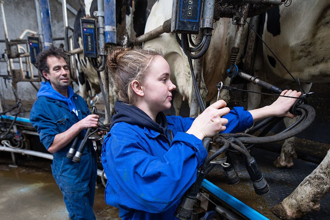 Chloë leerde de kneepjes van het melken bij melkveehouder Oudenrijn. Nog steeds springt ze bij als hij hulp nodig heeft. - Foto's: Peter Roek