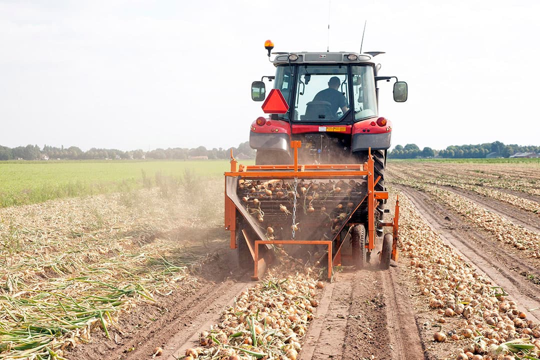 Uien rooien op zandgrond. Betere afzetkansen in de eerste helft van het seizoen biedt ruimte voor een groter uienareaal op zandgronden. - Foto: Koos van der Spek