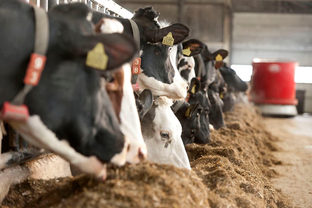 Aanpassingen in het rantsoen kunnen het verlies van voersaldo door een matige eerste snede maar deels compenseren. - Foto: Mark Pasveer
