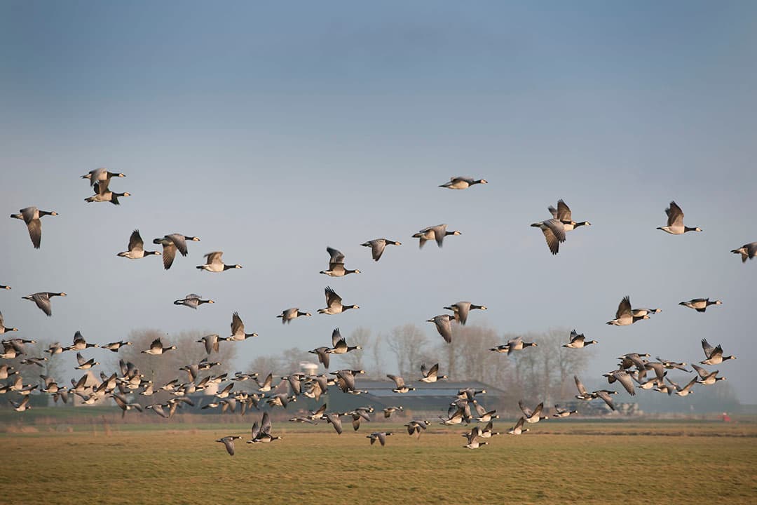 Vogelgriep kan via wilde vogels bij pluimvee terechtkomen. Wie daarmee in nauw contact staat, kan ook geïnfecteerd worden. - Foto: Mark Pasveer