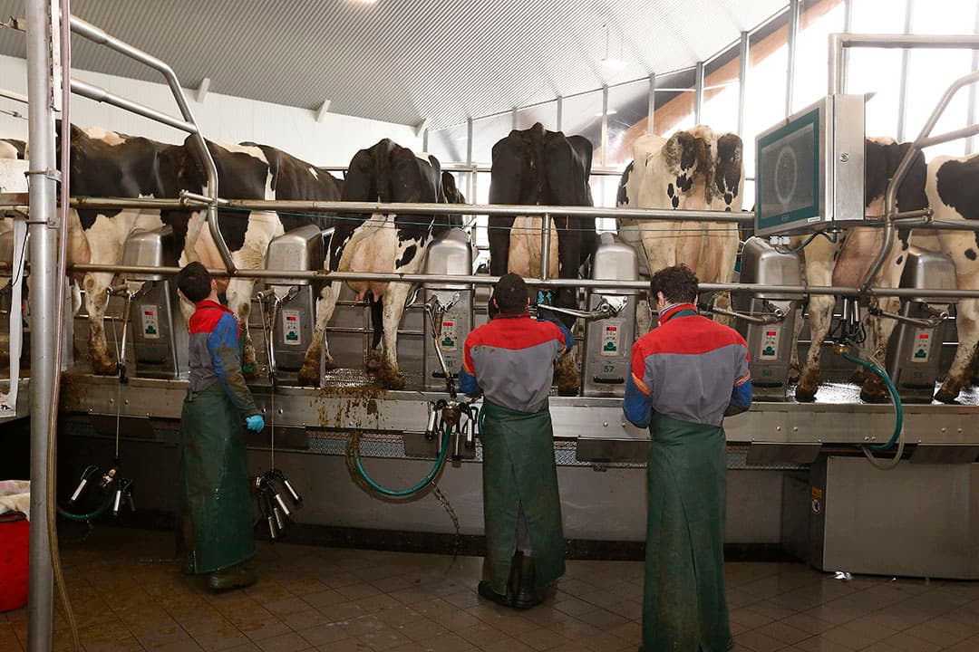 Melkput melkveebedrijf Vreba Melkvee in Vredepeel (L.). - Foto: Hans Prinsen