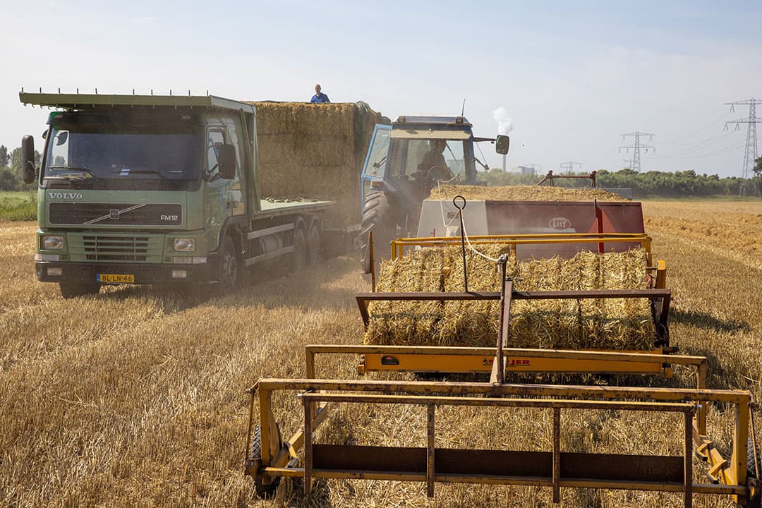 Augustus dit jaar. Den Hartog Fourages verwerkt het stro van akkerbouwer Dirk Roodzant in Hank (N.-Br.). - Foto: Peter Roek