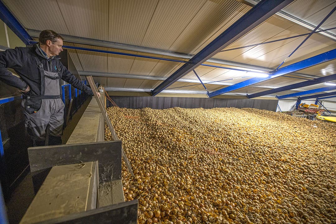 Onder de grote rivieren is de opbrengst gemiddeld ruim 10 ton hoger dan een jaar eerder, toen het erg droog was. Boven de grote rivieren is de opbrengst door het slechte weer enkele tonnen lager dan in 2020. - Foto: Peter Roek