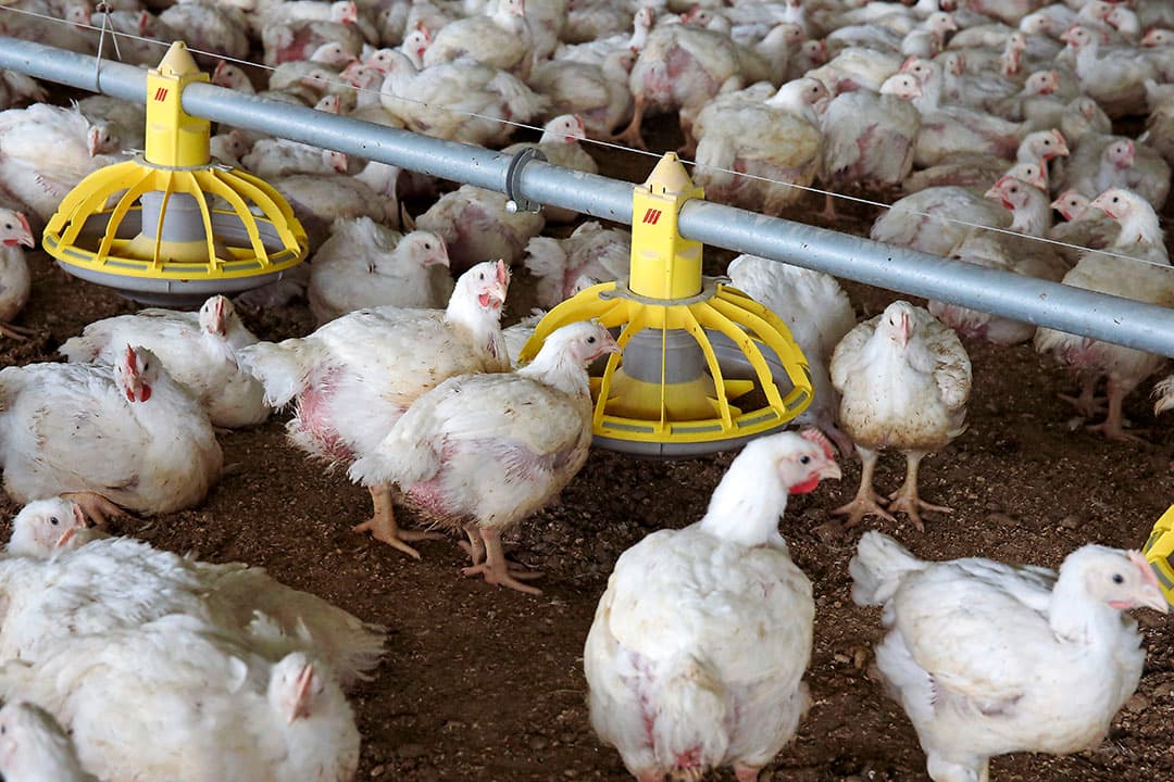 Inkomens van pluimveehouders met reguliere vleeskuikens bleven achter bij die van pluimveehouders met trager groeiende kuikens. - Foto: Hans Prinsen