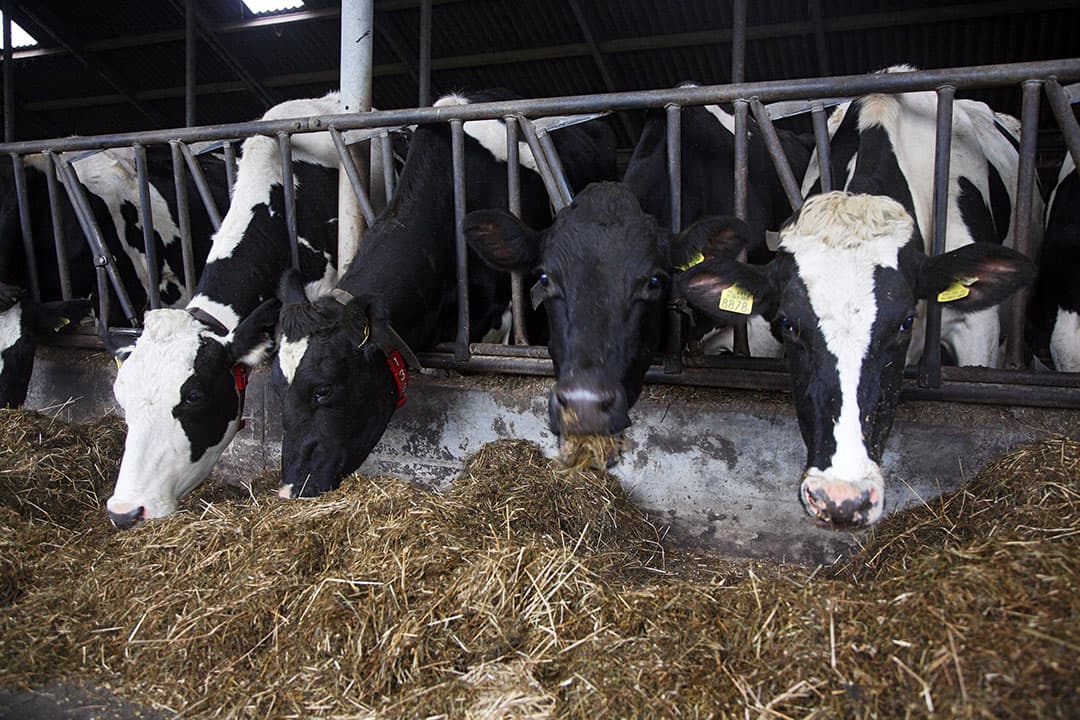 De najaarskuilen bevatten 891 VEM. Dat is 11 punten boven het langjarig gemiddelde van 880 VEM per kilo droge stof. - Foto: Herbert Wiggerman