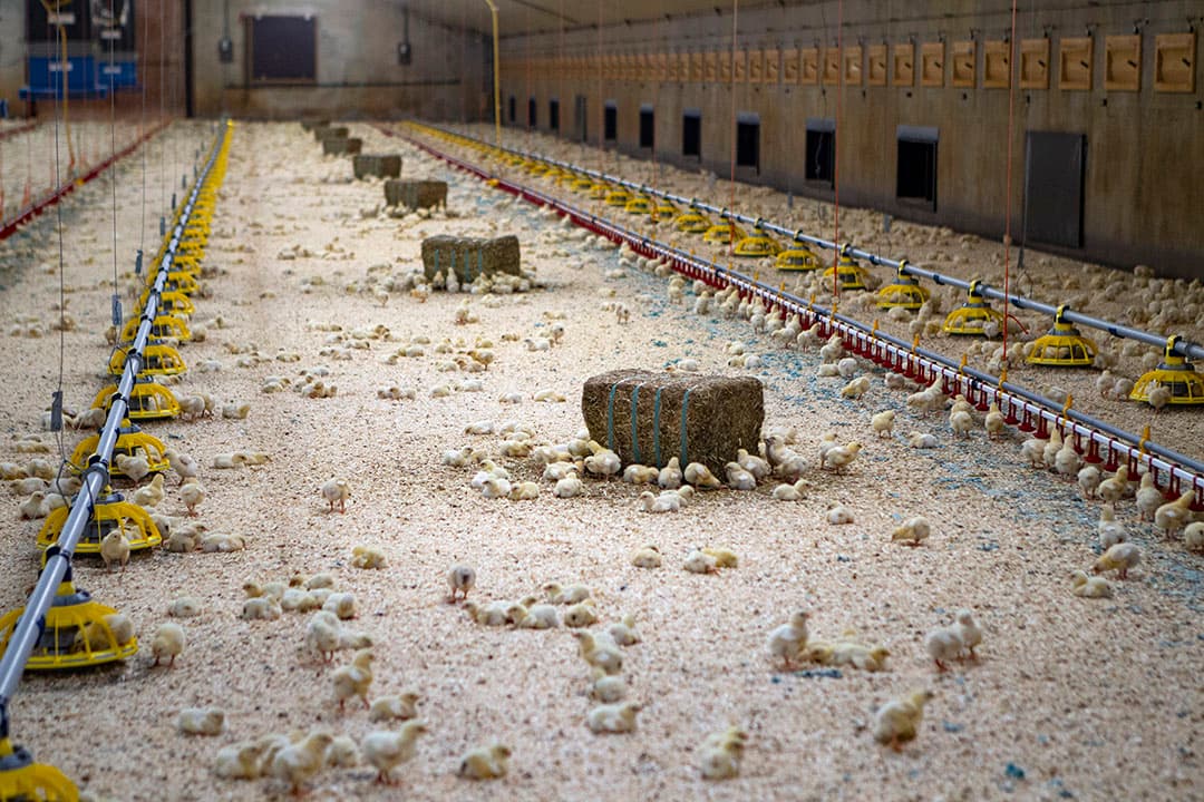 Beter Leven-kuikens. Bij ForFarmers De Hoop merken ze dat vleeskuikenhouders veel praktische vragen hebben over de plussen en minnen van het omschakelen naar sterkuikens. - Foto: Ronald Hissink