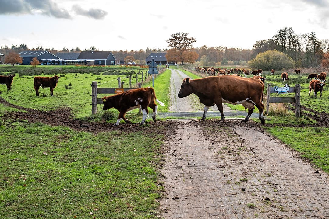 Foto's: Ronald Hissink