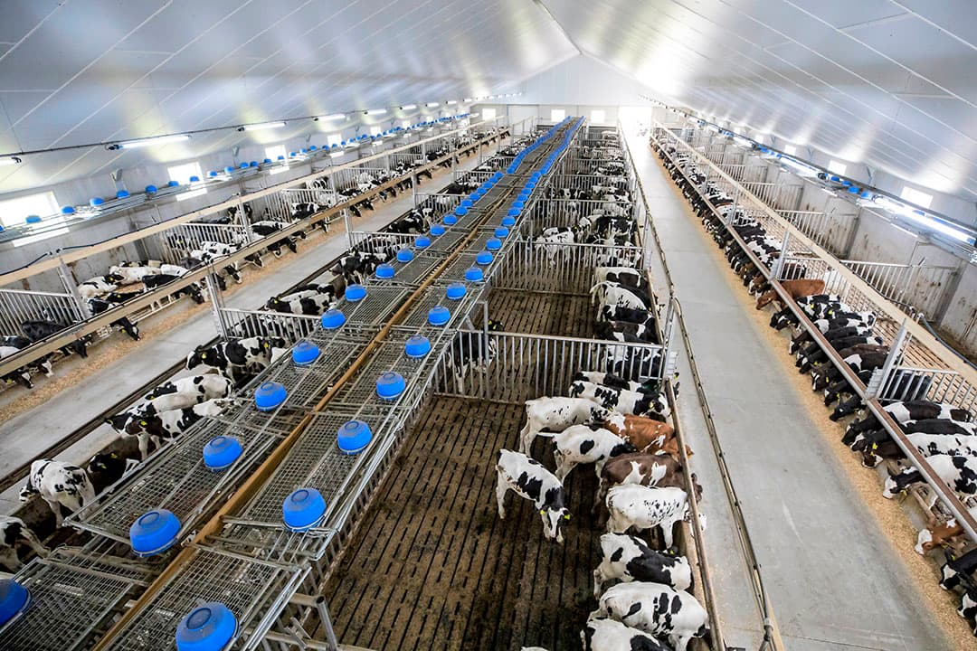In kalverstallen met heel lange voergangen heeft een kalverhouder bij de inlaat meer snelheid nodig om te ventileren. In een dwarsopstelling met kortere voergangen is een lagere snelheid ook prima. - Foto: Koos Groenewold