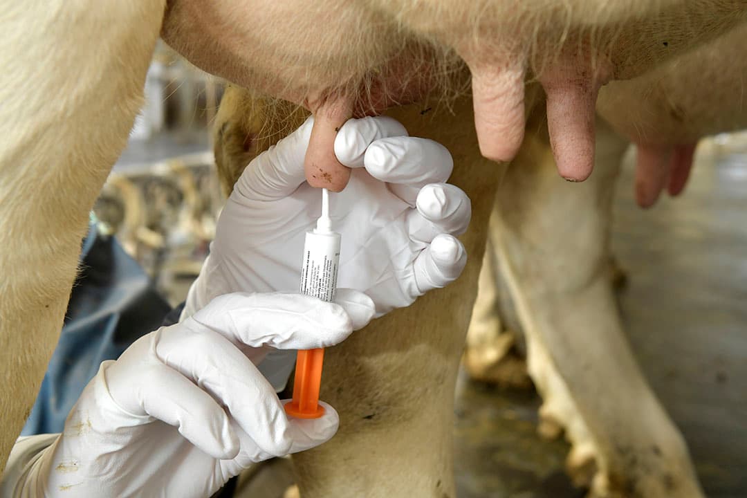 Teatsealers worden breed gebruikt bij koeien, maar hebben ook een beschermende werking tegen uierinfecties bij hoogdrachtig jongvee. - Foto: Fotopersbureau Dijkstra