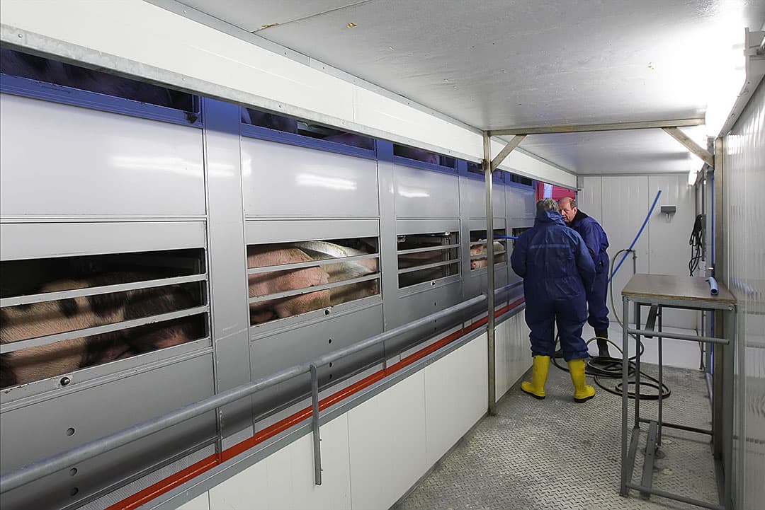 NVWA-controle op een exportverzamelplaats. - Foto: Ronald Hissink
