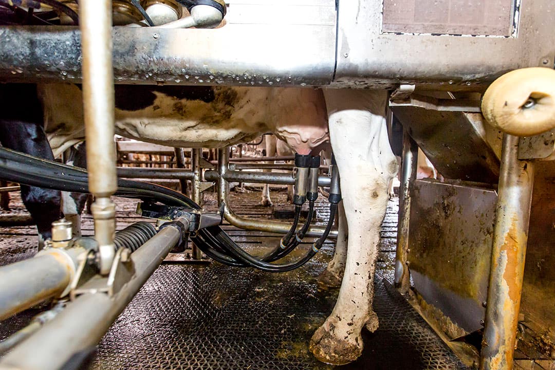 De gemiddelde Nederlandse koe geeft zo'n 9.000 kilo melk, terwijl er bedrijven zijn die tegen kostprijzen van 30 cent per liter melk 12.000 kilo meetmelk of meer produceren. - Foto: Roel Dijkstra