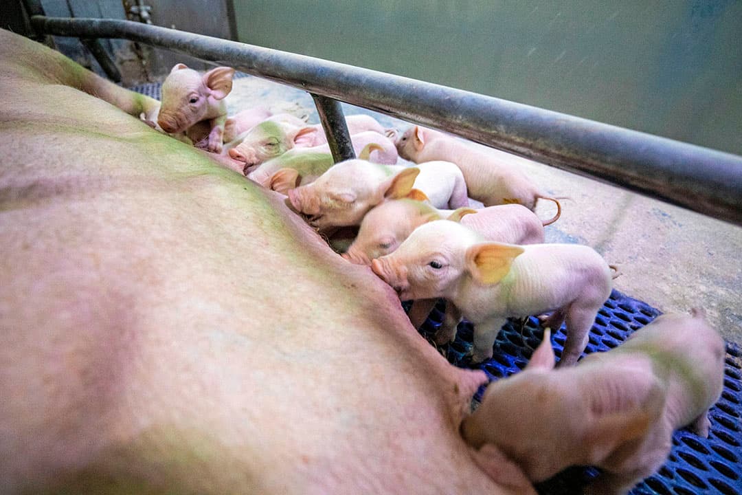 Vermeerderingsbedrijven worden het hardst geraakt als er AVP uitbreekt in Nederland. - Foto: Anne van der Woude