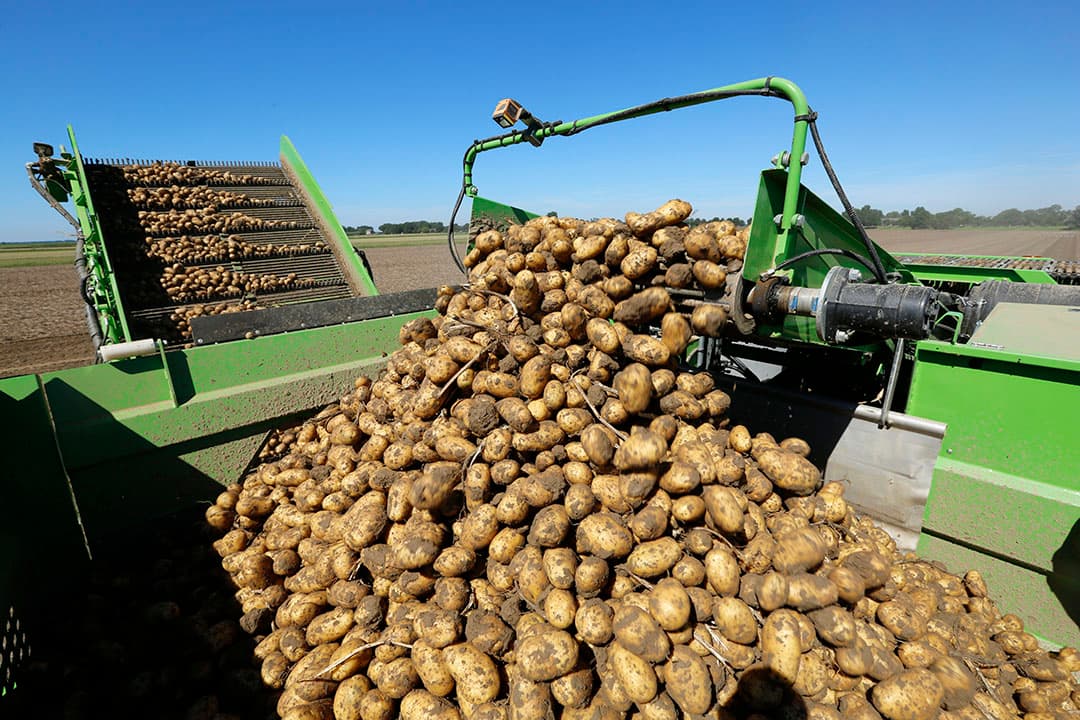 Oogst van consumptieaardappelen. - Foto: Henk Riswick