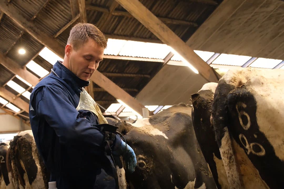 Veearts Gijs Hofstraat scant de koeien. - Foto: Boerderij