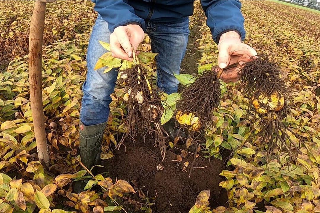 Verschil in beworteling van traditioneel ontsmette perceel (links), en rechts de bollen uit het met de bodemverbeteraar Bacteriosol en de plantenextracten EBA en PTM behandelde perceelsgedeelte. Deze laatste hebben volgens de telers een betere beworteling. - Foto's: Sytze Bakker