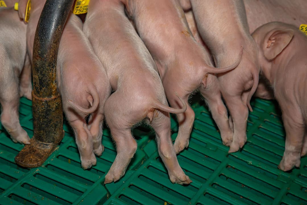 Foto: Schothorst Feed Research
