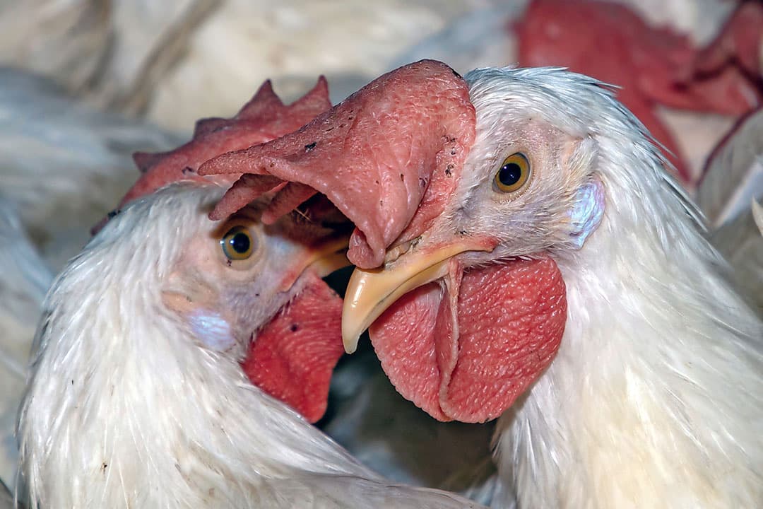 Leghaantjes zijn veel beweeglijker en alerter dan reguliere vleeskuikens. Daardoor is er een hoger risico op ophoping en verdrukking. - Foto's: Schothorst Feed Research