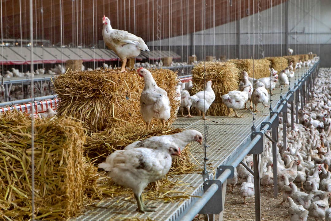 Voor het Beter Leven-keurmerk zijn strobalen verplicht, voor het Better Chicken Commitment twee substraten om te pikken. Voor BLk moet de stal bovendien worden ingestrooid met vers stro, houtkrullen of zand. - Foto: Ronald Hissink