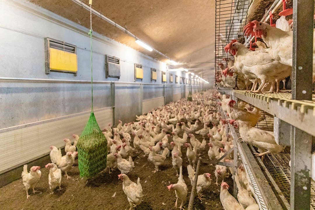 E. coli kan optreden als de balans tussen weerstand en ziektedruk uit evenwicht is. Een niet optimaal stalklimaat (tocht!) kan die onbalans veroorzaken. - Foto: Anne van der Woude
