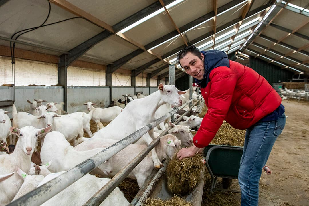 Jan Willem Blanken bouwt zijn nertsenbedrijf om naar een melkgeitenhouderij. - Foto: Anne van der Woude