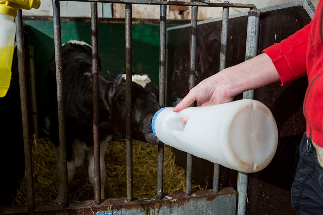 Veruit de meeste kalveren krijgen binnen twee uur na geboorte hun eerste biest en krijgen in de eerste 24 uur 6 liter of meer. - Foto: René den Engelsman