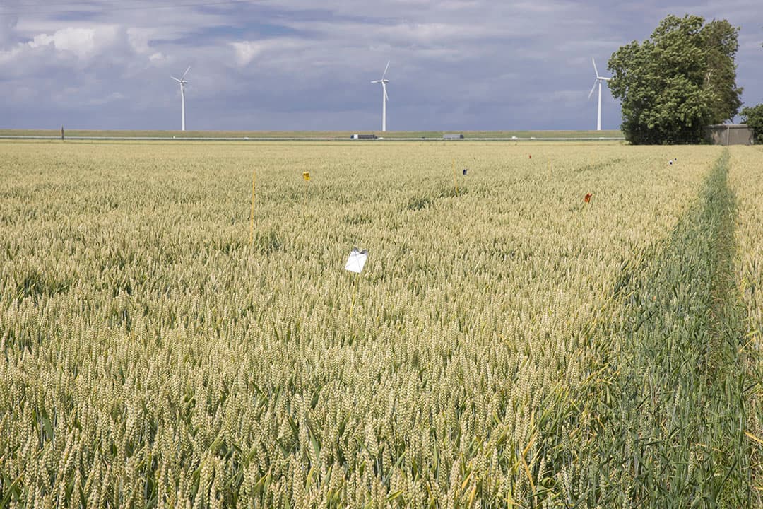 Foto: Koos Groenewold