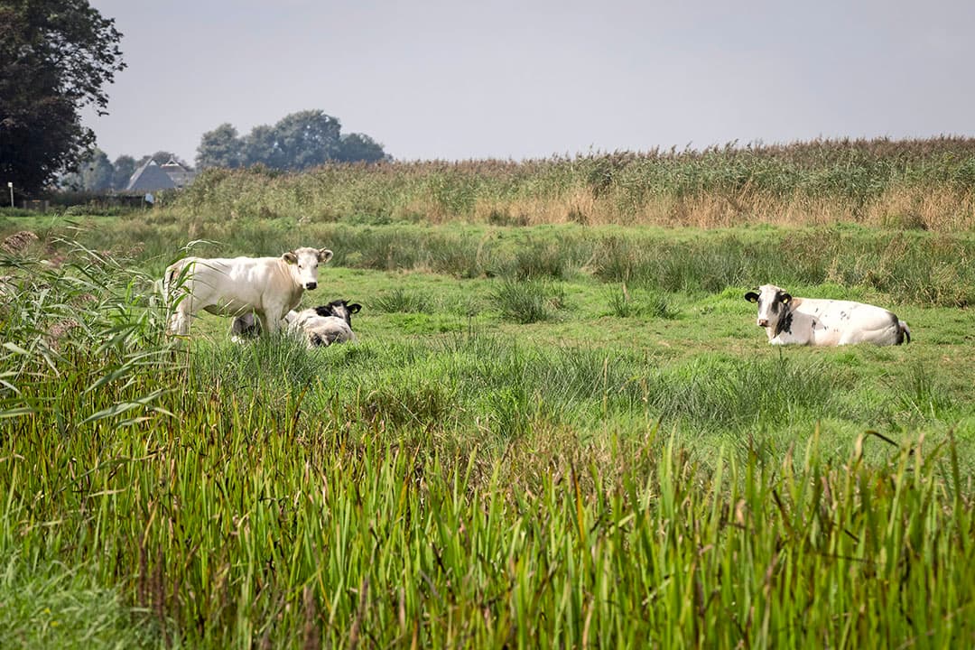 Foto: Koos Groenewold