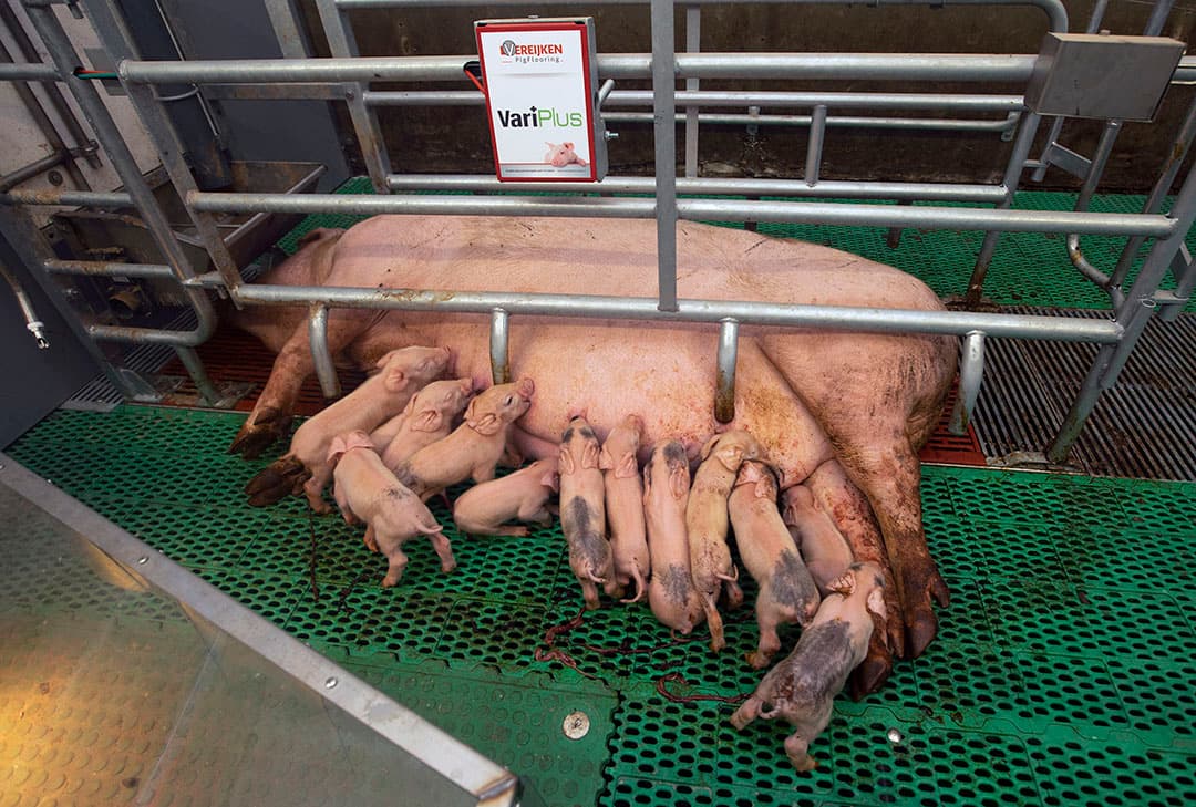 Spaanse collega’s kwamen naar de boerderij van Annechien ten Have en bekeken de verschillende uitvoeringen van de kraamhokken. - Foto: Hans Banus