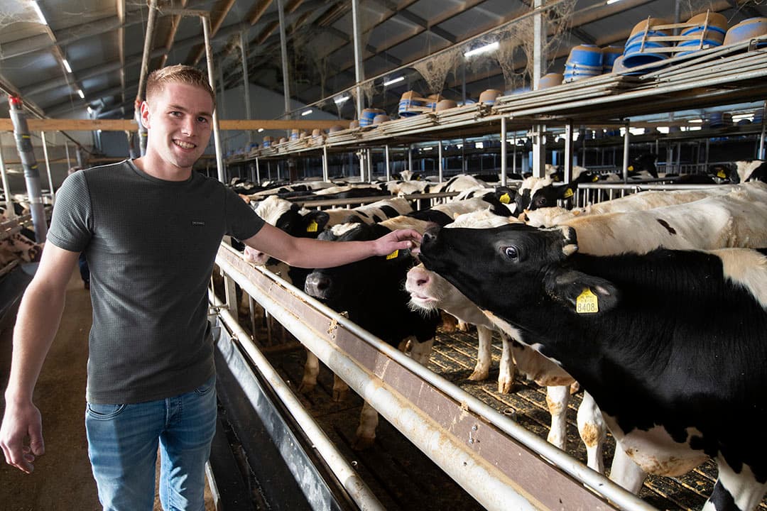Kalverhouder Gerben Haandrikman (25) heeft samen met zijn vader Henk (61) een vof in Holtheme (Ov.). Gerben’s vriendin Ilse (22) en moeder Rina (60) springen bij waar nodig. De vof streeft naar goede technische resultaten.