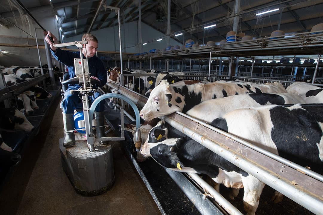 Gerben Haandrikman ziet dat een goede kwaliteit nuka het beter doet op zijn bedrijf. “De groei verbetert”, zegt Haandrikman, die er voor zorgt dat zijn blanke kalveren ook goed worden gevoerd. - Foto: Hans Banus
