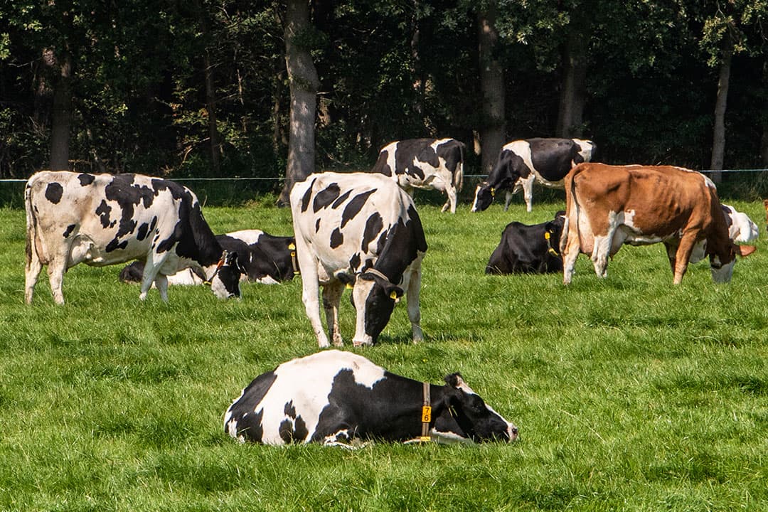 De Koeien & Kansen-bedrijven hebben zowel lagere variabele als lagere vaste kosten. - Foto: Ronald Hissink