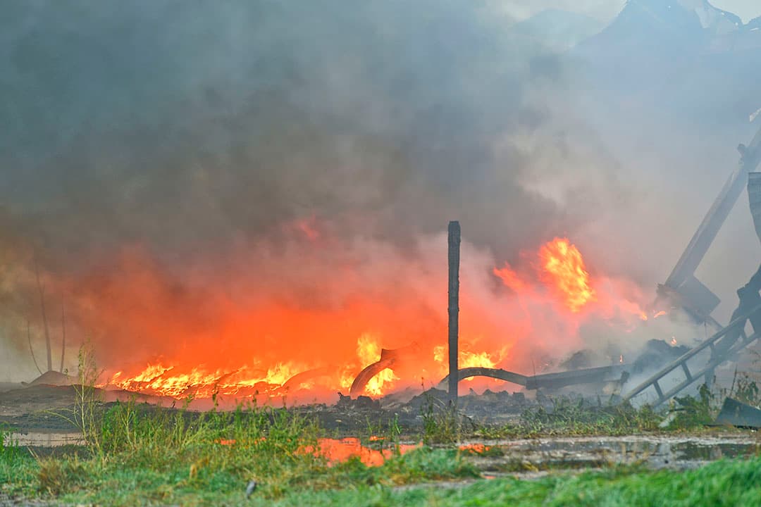 Bij stalbranden sterven jaarlijks meer dan honderdduizend dieren. De grootste groep zijn kippen maar ook 9.000 varkens en bijna 80 koeien overleven het niet. - Foto: Bert Jansen