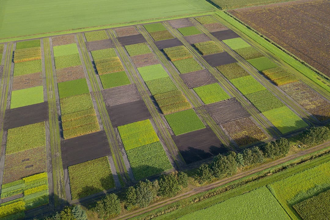 Bovenaanzicht van vruchtwisselingsonderzoek op WUR proefbedrijf Vredepeel. - Foto: Bert Jansen