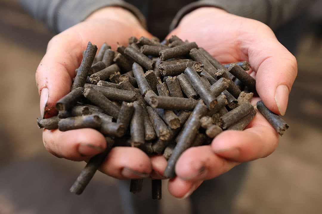 Mestkorrels na de bewerking van varkensmest. - Foto: Bert Jansen