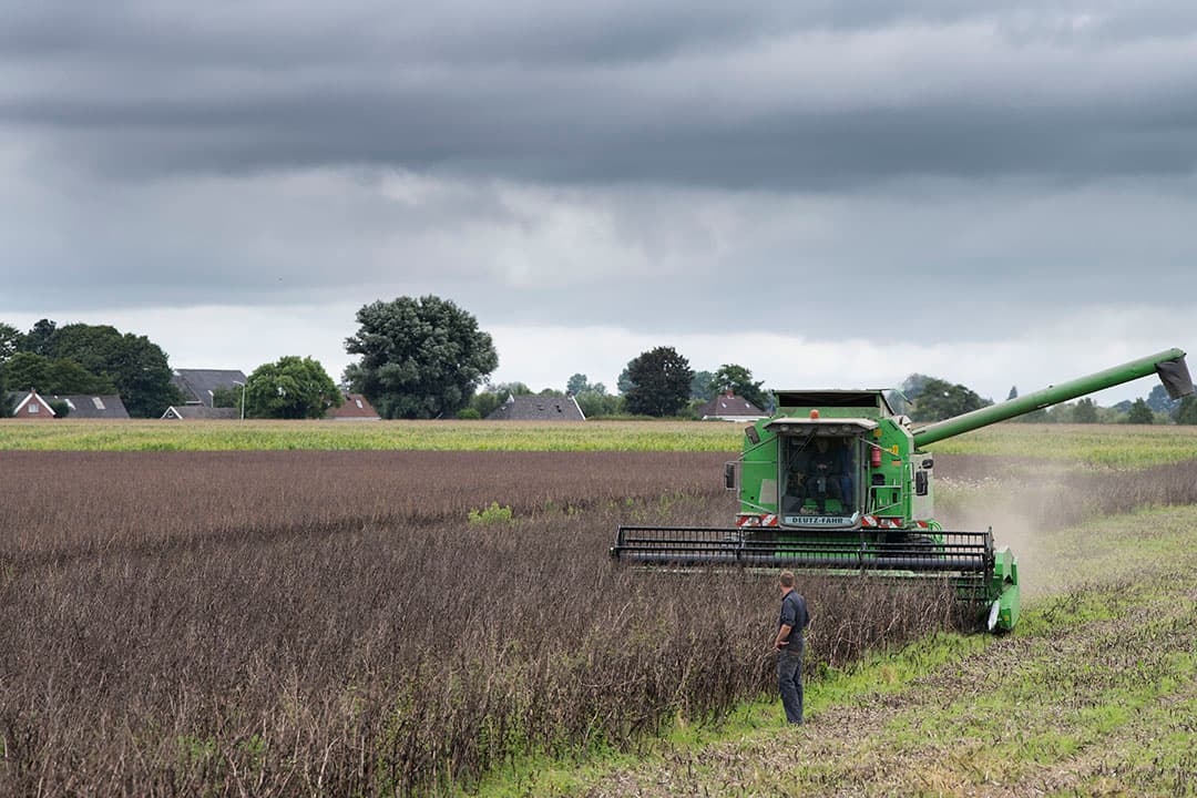Oogst van veldbonen, afgelopen zomer. Teelt van eiwitgewassen als hoofdgewas is een van de ecoregelingen waarvoor een vergoeding mogelijk wordt bovenop de basis-hectarepremie. - Foto: Mark Pasveer