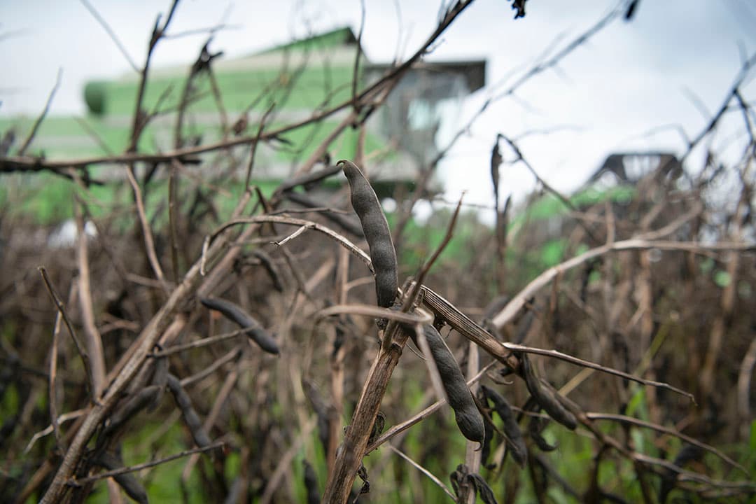 Teelt van veldbonen - Foto: Mark Pasveer