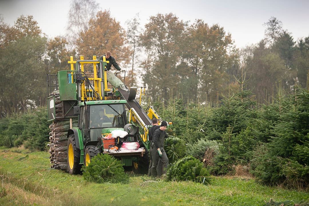Kerstbomen verzamelen op landbouwbedrijf Fernhout in Smilde. - Foto: Mark Pasveer