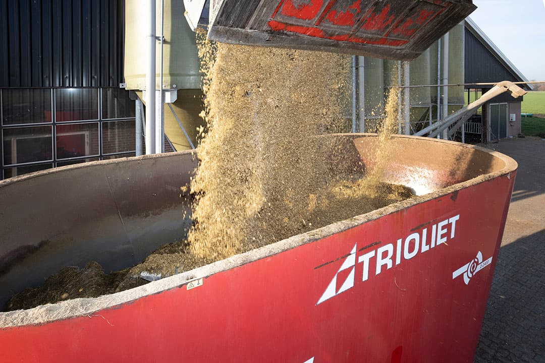 Continue teelt van snijmaïs kan straks niet meer. En er komen eisen aan het minimale graslandareaal. Op sommige bedrijven zal het maïsaandeel in het rantsoen omlaag gaan. - Foto: Ruud Ploeg